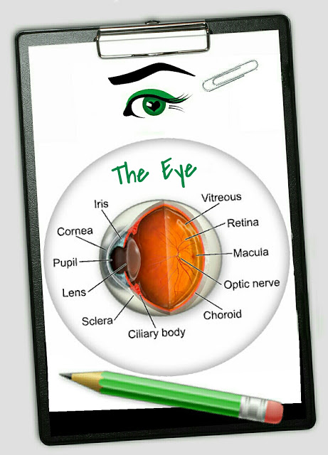 Detailed picture on clipboard of the eye and the location of the Macul