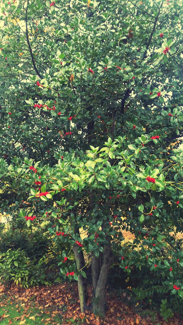 Photograph of a Holly Bush with red berries 