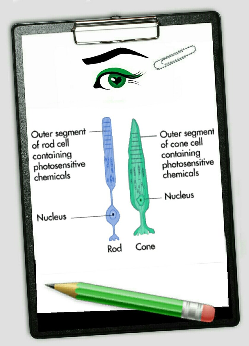 Diagram of cone and rod functions described in the text on the blog post here