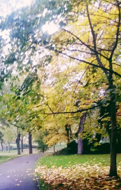 Photograph of trees, by a path with autumn leaves on it 