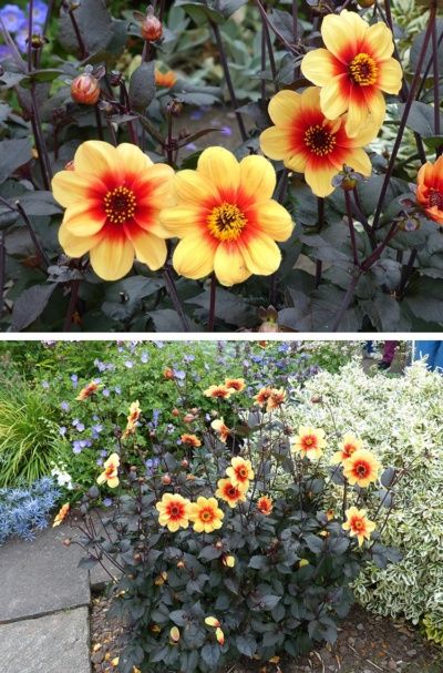 A screenshot of a Dahlia Moonflower. Brown black leaves with a large pom pom style yellow head of petals and a small orange centre 