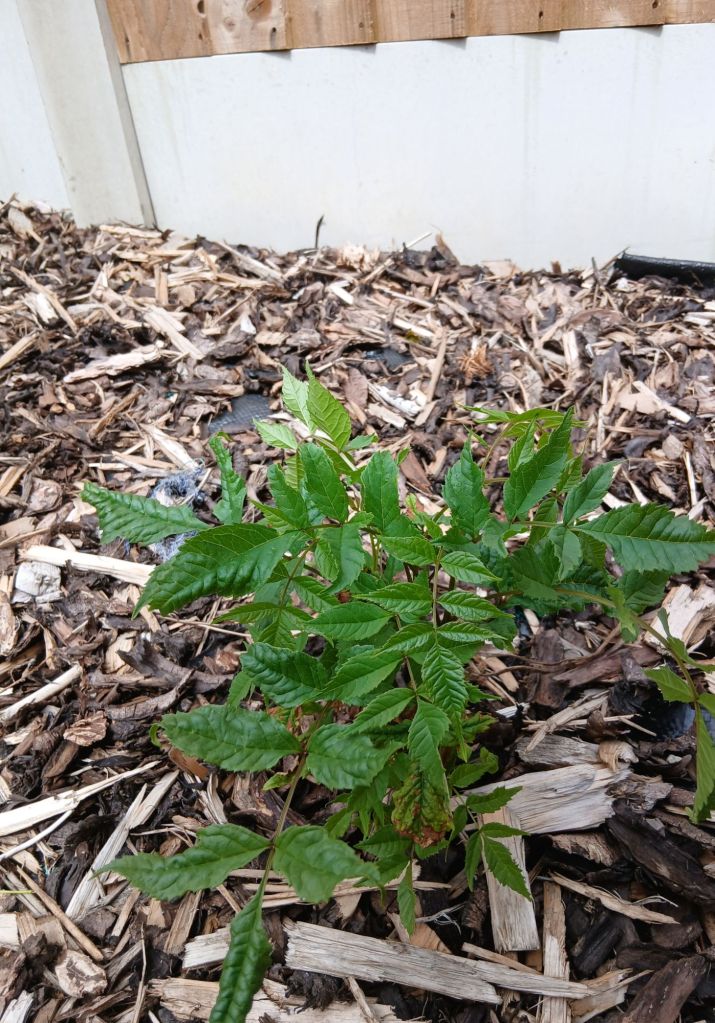 A vivid small green leafed plant, sits in the brown bark. In the background is a concrete and wooden fence. 