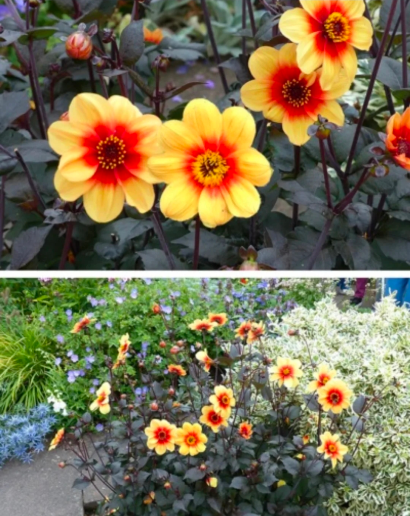 A dark brown leafed plant with large flower heads. These are orange in the middle and the petals are yellow. 