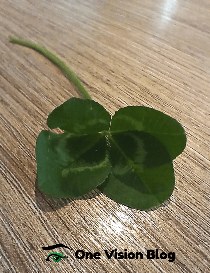 A dark green four leaf clover with a thin stem lays on a light wood table facing the front